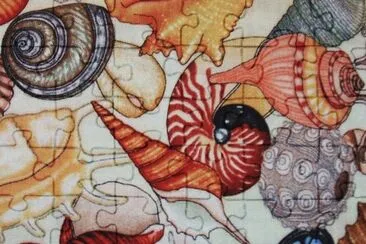 seashells jigsaw puzzle