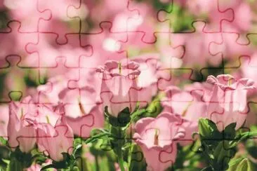 â—‹â€¢ jigsaw puzzle