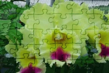 â€¢â—‹â€¢ jigsaw puzzle