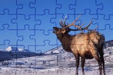 פאזל של elk
