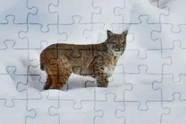 bobcat