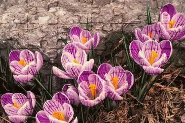 flores jigsaw puzzle