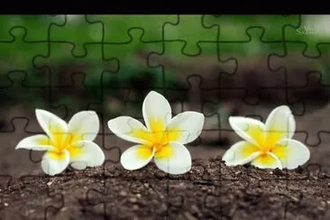 3 jigsaw puzzle