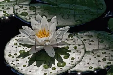 flores jigsaw puzzle
