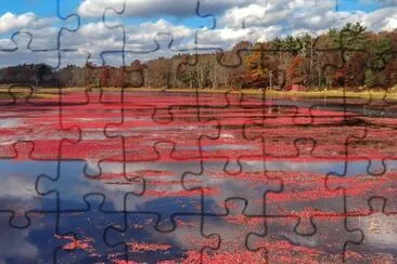 cranberry bog jigsaw puzzle