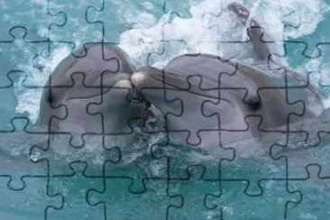 Dofins jigsaw puzzle