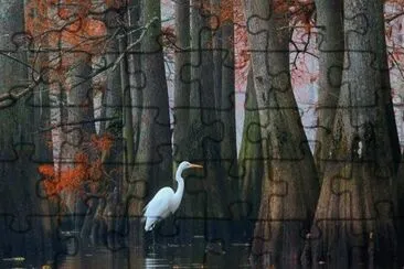 bird jigsaw puzzle