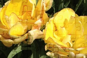 tulip