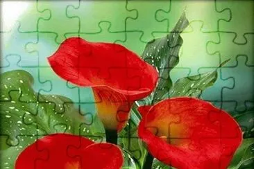 פאזל של flores