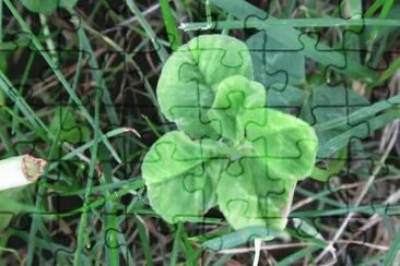 Ever see a 5 leaf clover?