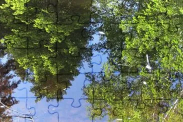 Reflections in Black River