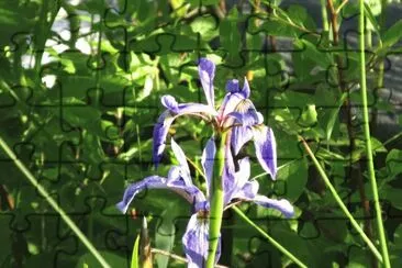 Swamp Iris jigsaw puzzle