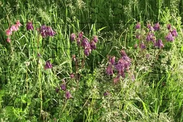 Wild flowers in the field jigsaw puzzle
