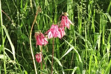 Same flower..different colour