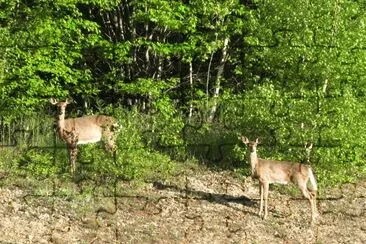 Deer near the hwy