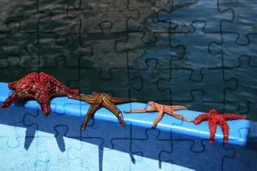 Sea of Cortez jigsaw puzzle