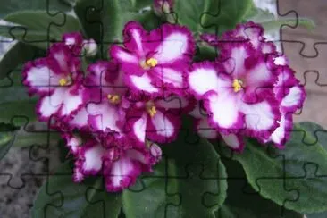 Z jigsaw puzzle