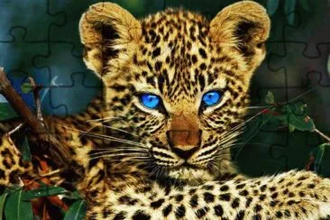 animal jigsaw puzzle