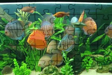 ImÃ genes jigsaw puzzle