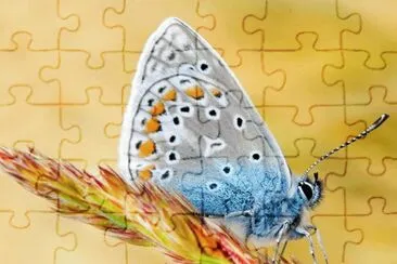 ImÃ genes jigsaw puzzle