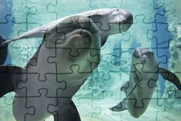 ImÃ genes jigsaw puzzle