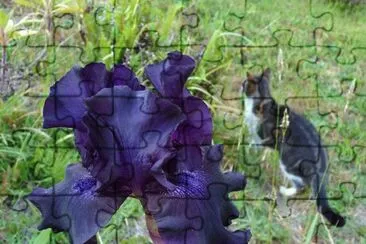 Purple Iris and Cat jigsaw puzzle