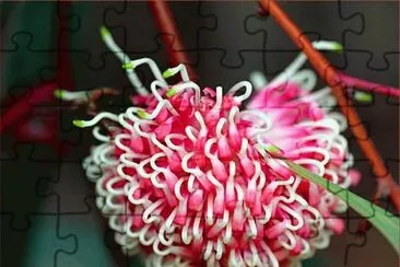 Hakea - Australia
