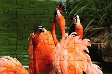 Flamencos