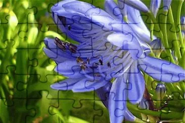 Agapanto azul - SudÃ¡frica