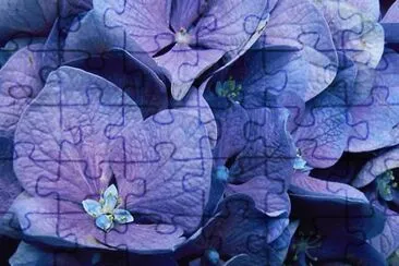 פאזל של Hortensia - Asia