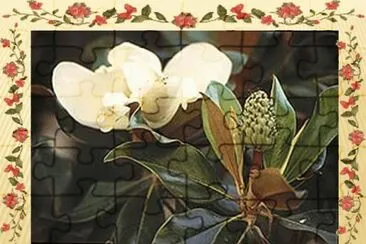 Magnolia - AmÃ©rica