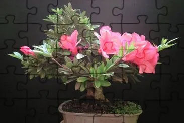 v jigsaw puzzle