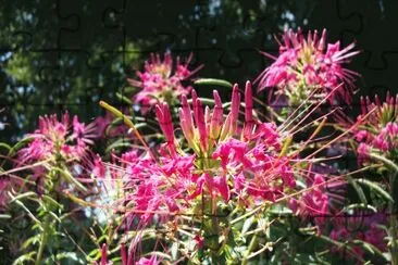 flowers jigsaw puzzle