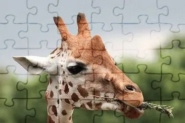 . jigsaw puzzle