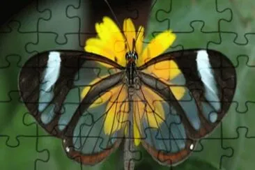 Glasswing  - AmÃ©rica Central