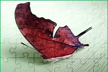 Mariposa - Brasil
