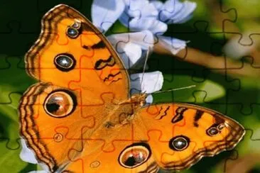 Mariposa pavo real - Asia