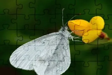 MariposaÂ deÂ madera blanca - Europa