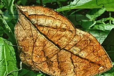 MariposaÂ Hoja - Asia y Madagascar