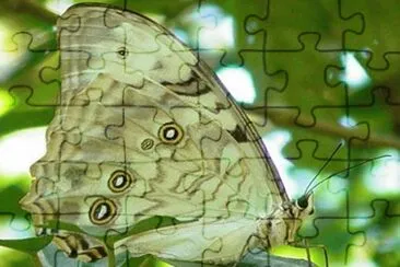 Morpho BlancoÂ - AmÃ©rica Central,  Antillas
