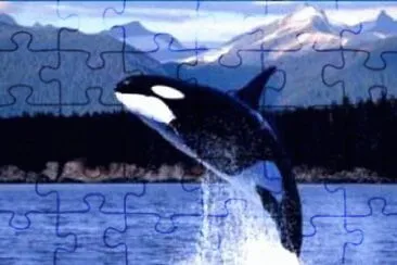 Orca