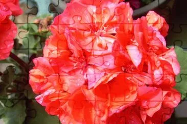 Gerani jigsaw puzzle
