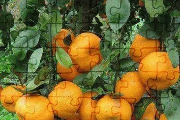 Imagenes jigsaw puzzle