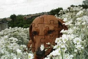 c jigsaw puzzle