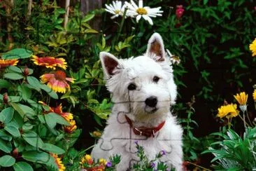 c jigsaw puzzle