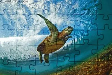 tortuga jigsaw puzzle
