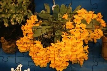 f jigsaw puzzle