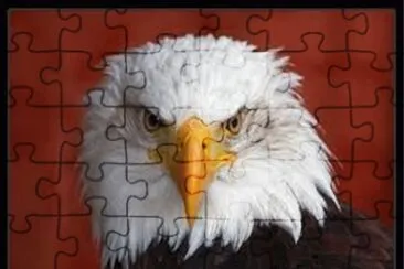 Ãguila calva jigsaw puzzle