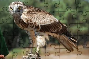 Ãguila culebrera europea jigsaw puzzle