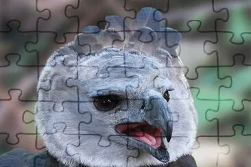 Ãguila harpÃ­a jigsaw puzzle